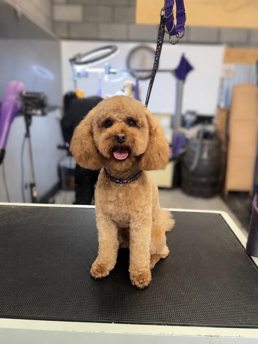 An apricot curly-coated dog sitting on the grooming table after a groom