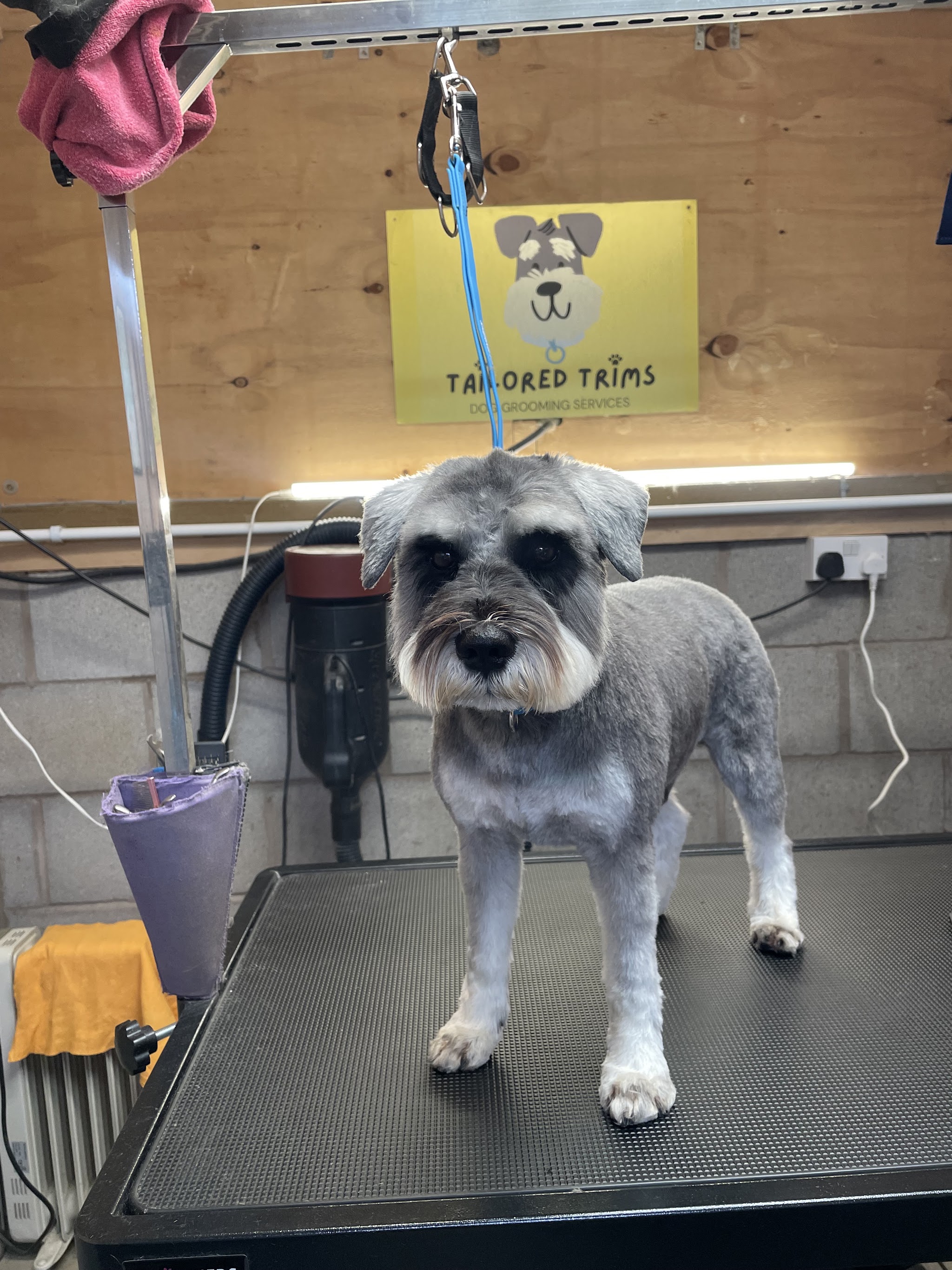 A freshly clipped grey schnauzer on the grooming table under the Tailored Trims sign