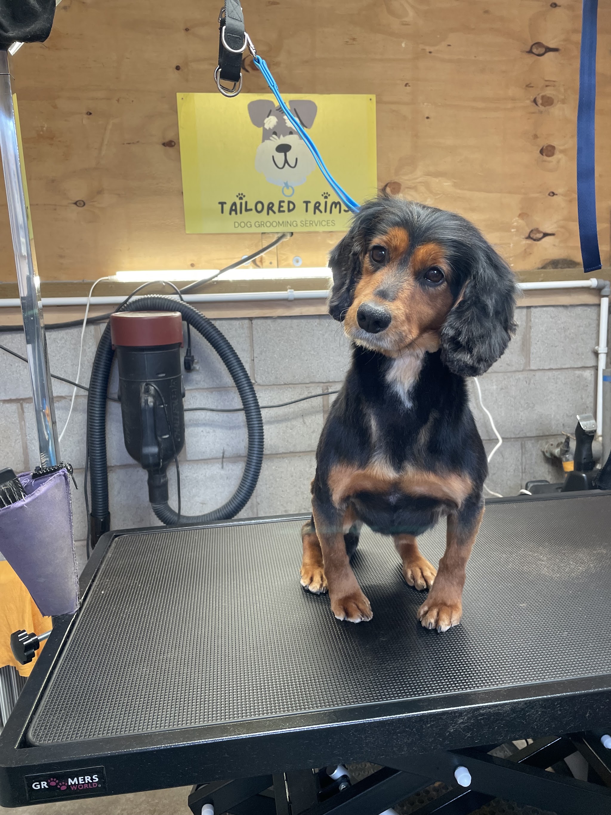 A black and tan spaniel standing on the grooming table under the yellow Tailored Trims sign