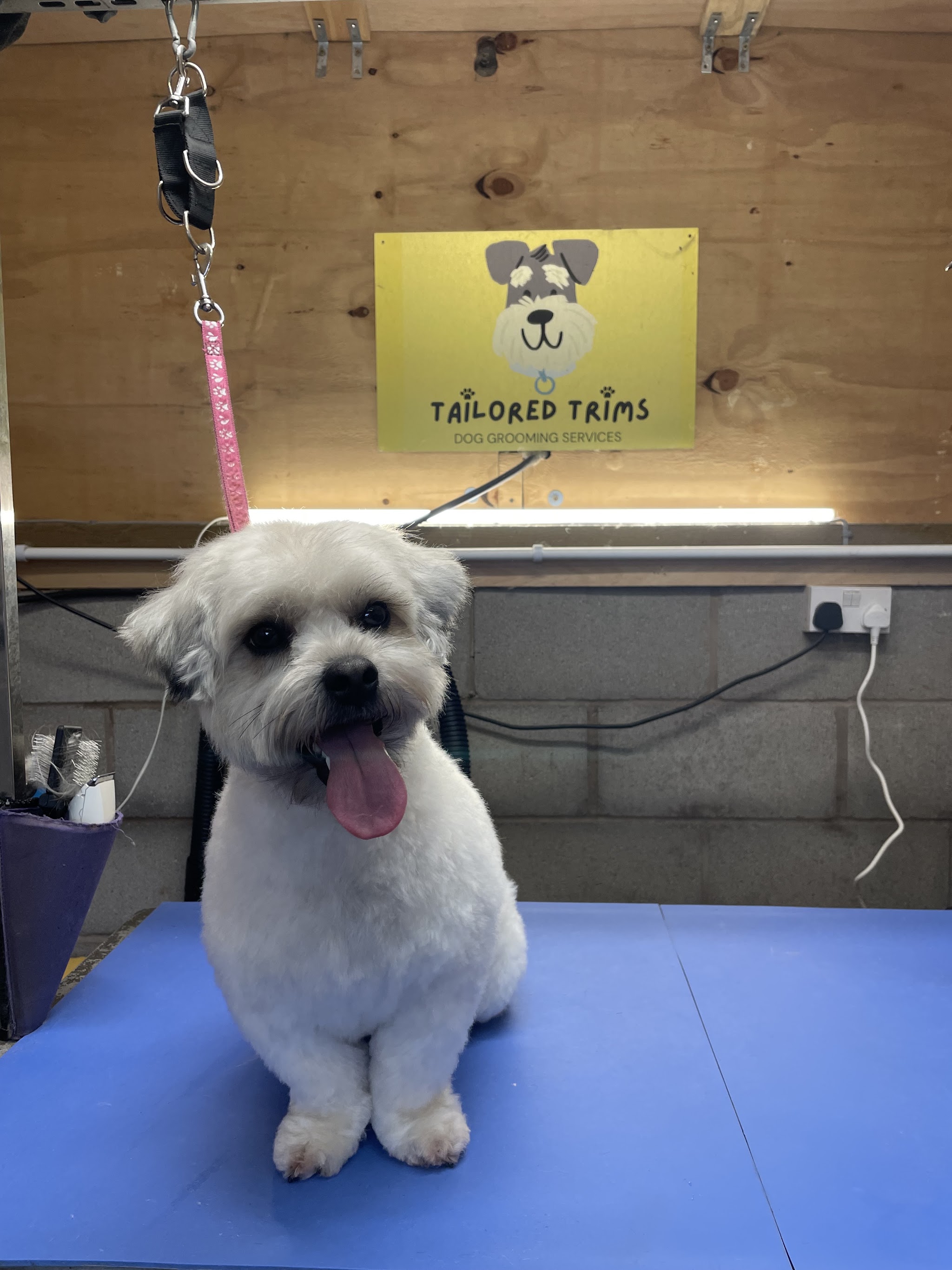 A fluffy white dog sitting on a blue mat in the grooming room, the Tailored Trims sign on the wall behind