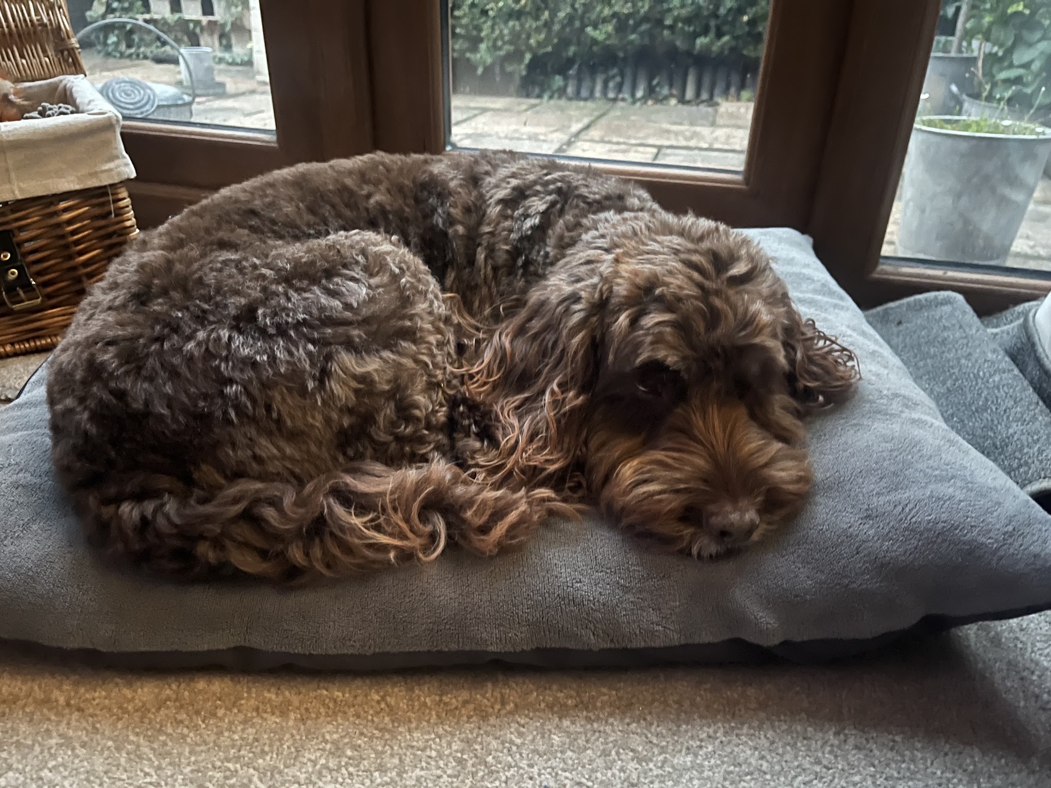 A chocolate curly-coated dog asleep on a grey cushion by a window