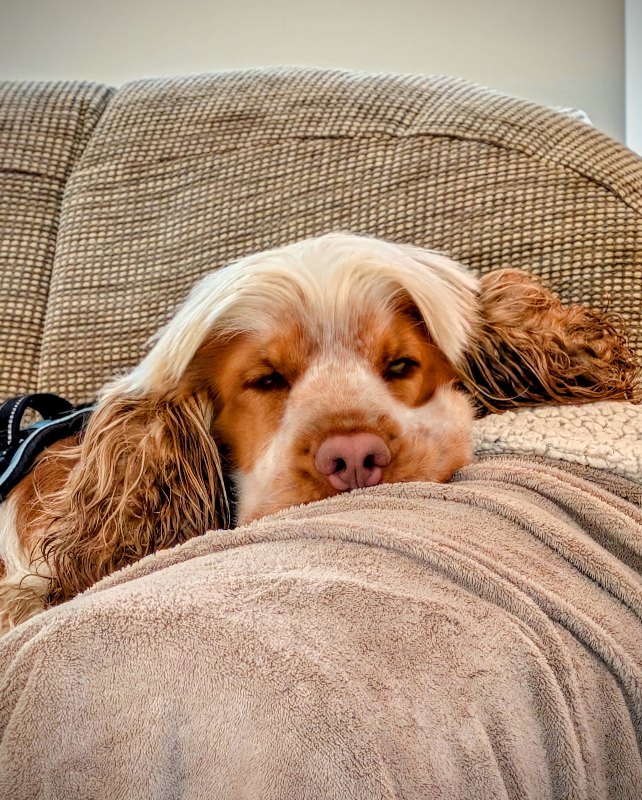 An orange and white cocker spaniel resting its chin on the arm of a sofa