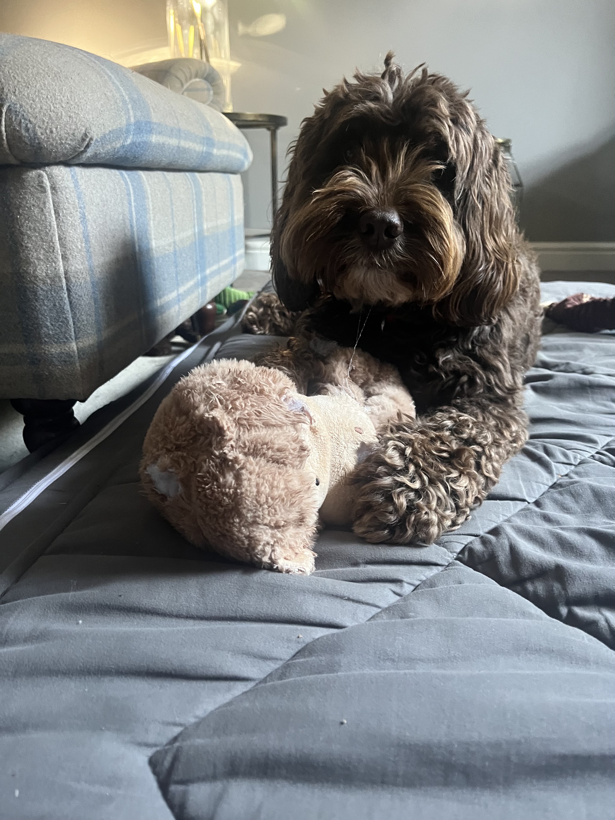 A chocolate curly-coated dog lying on a sofa with a soft toy