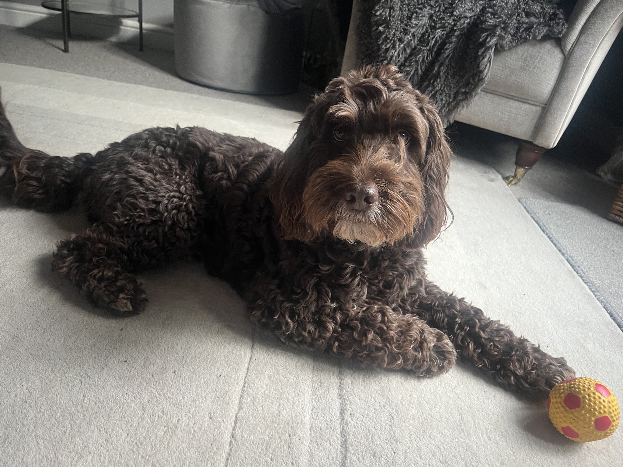 A chocolate curly-coated dog lying on a pale rug next to a yellow ball